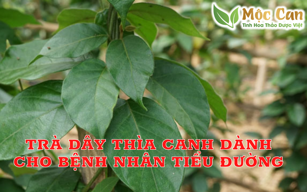 Trà dây thìa canh dành cho bệnh nhân tiểu đường 1